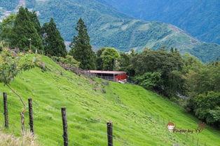 青青草国产线观